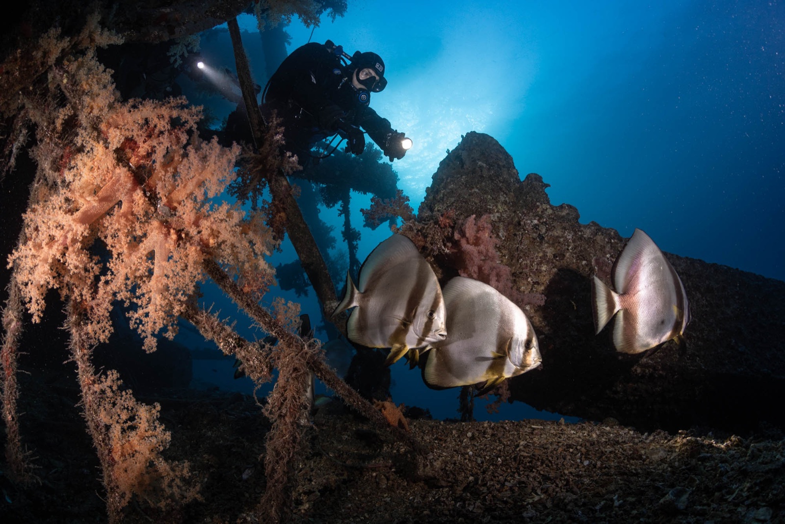 Imad Farhat CCR rebreather diver with school of batfish on Red Sea wreck Egypt