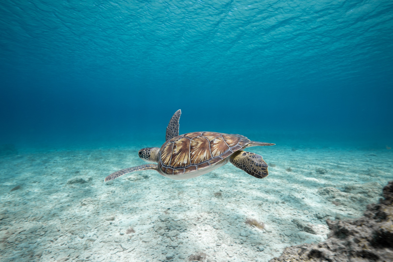 Green sea turtle gliding over white sand in shallow tropical water