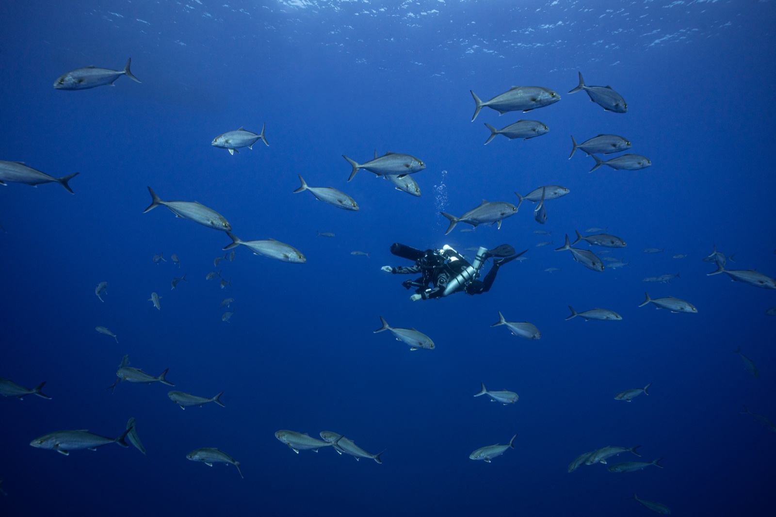 Imad Farhat surrounded by school of Mediterranean jacks underwater