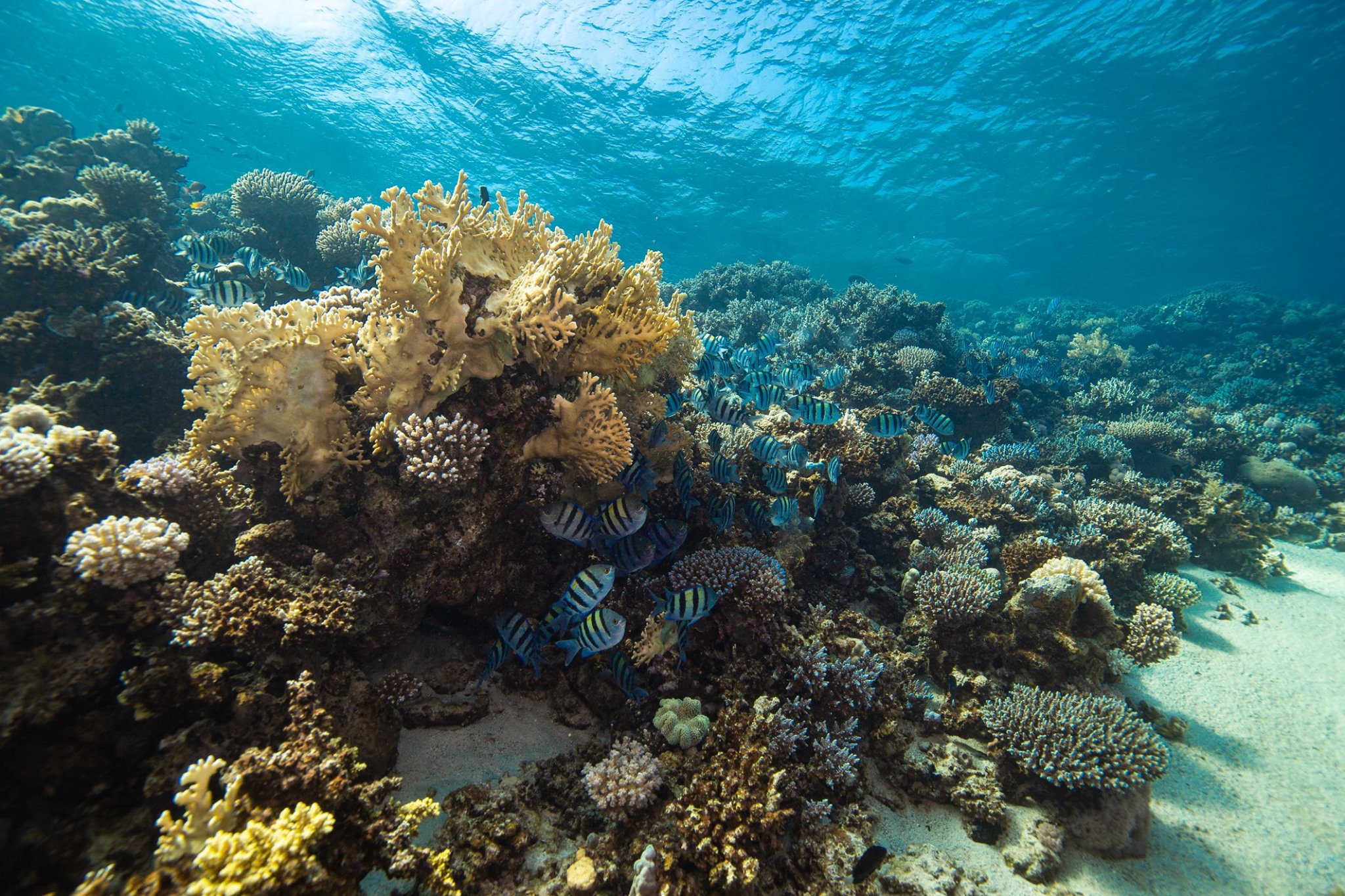 Imad Farhat Red Sea coral reef Egypt tropical diving GUE